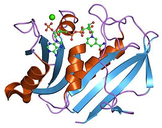 <span class="mw-page-title-main">Dihydrofolate reductase</span>