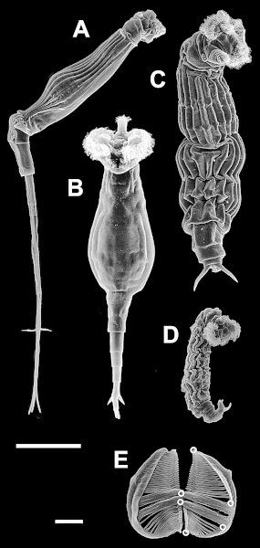 File:PLoS Rotaria.gif