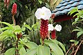 Bahasa Indonesia: Flora Pacing Tawar (Cheilocostus speciosus) di area Museum Flora dan Fauna Kota Tarakan, Kalimantan Utara.