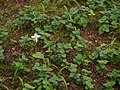 Habenaria grandifloriformis