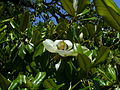 Magnolio grandaflora