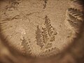 fougère fossilisée, situé dans le hall d'entrée du bâtiment.