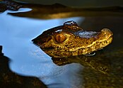 Paleosuchus trigonatus.jpg