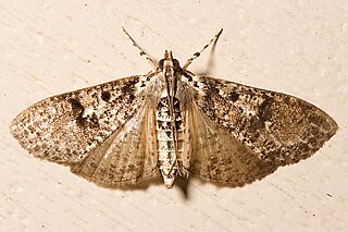 <i>Palpita arsaltealis</i> Species of moth