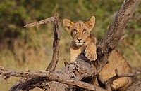 Panthera leo -Buffalo Springs National Park, Kenya -cub-8.jpg