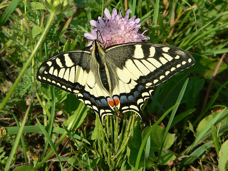 File:Papilio machaon .JPG