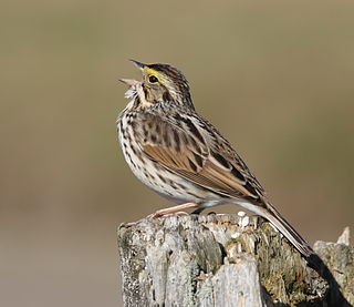 Savannah sparrow Species of bird