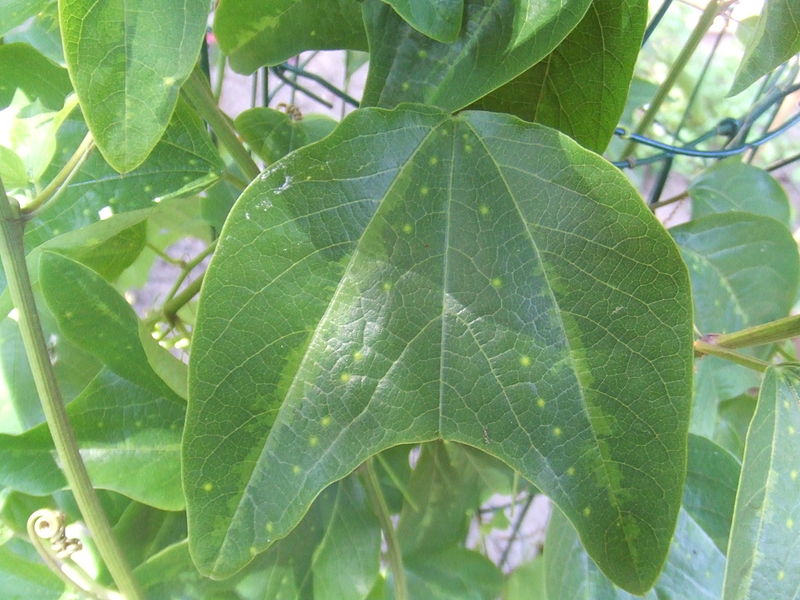 File:Passiflora jorrulensis3.jpg