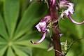 Pedicularis groenlandica