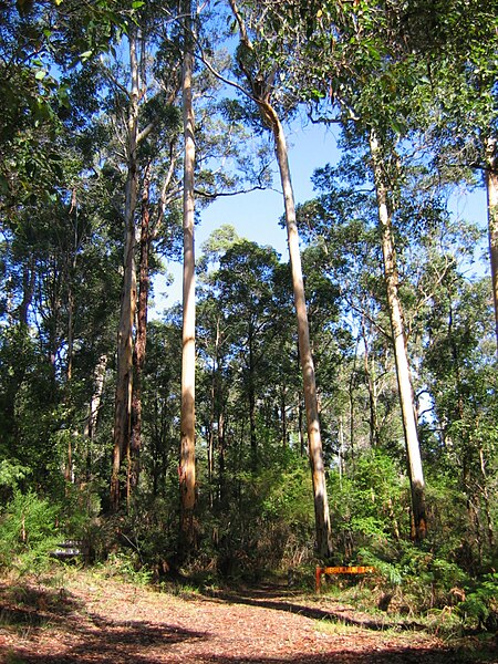 Karri forest along Bibbulmun Track south of Pemberton, Western Australia