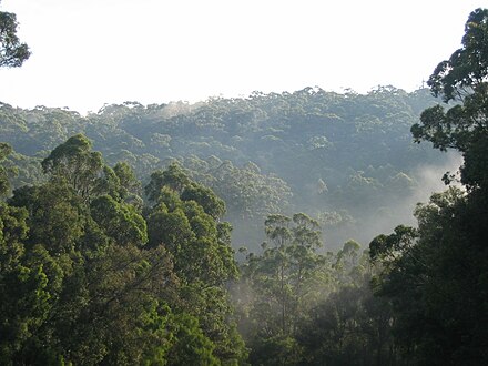 Karri forest in the Warren region, part of the High Rainfall Zone. Rainfall in the Karri forests is the highest in the South West Botanic Province. Pemberton Karri haze.jpg