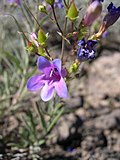 Flowers of Penstemon cusickii