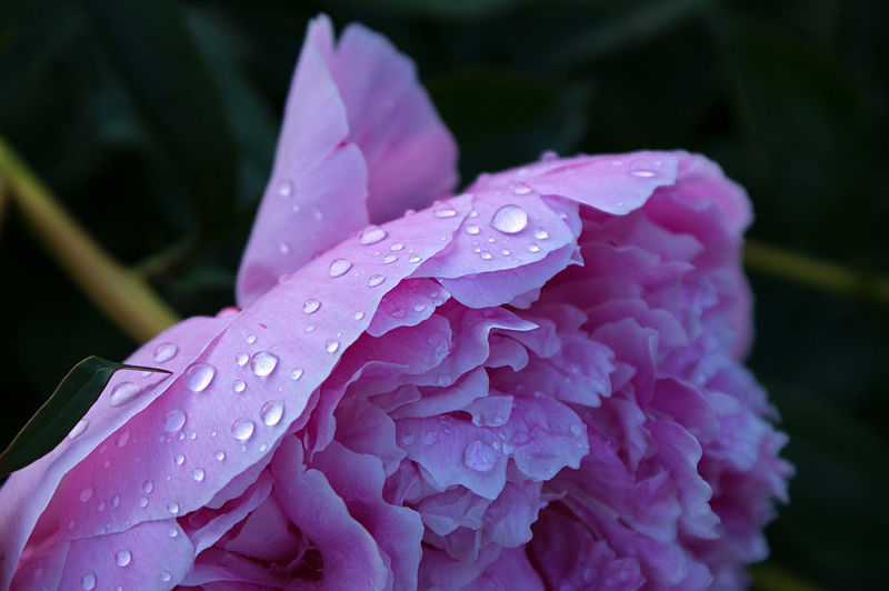 File:Peony (5861541434).jpg