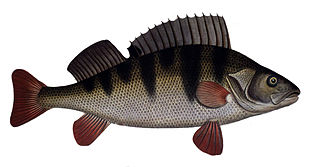 Perche (poisson) — Wikipédia