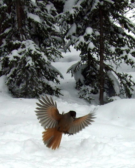 The Siberian Jay will often appear, to curiously watch the visitors.