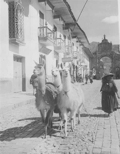 File:Peru - 43-2557 - Llamas on streets of Cusco.jpg