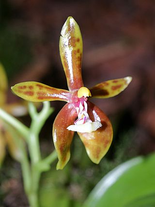 <i>Phalaenopsis mannii</i> Species of orchid