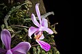 Phalaenopsis zhanhuoana