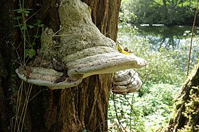 Opis obrazu Phellinus trivialis.JPG.