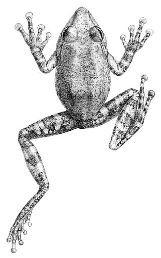 <i>Pseudophilautus fergusonianus</i> Species of frog