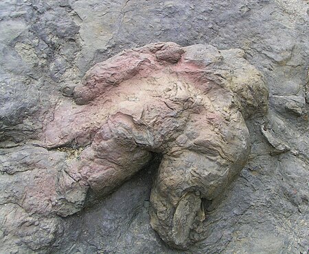 Tập_tin:Philmont_Scout_Ranch_Tyrannosaurus_footprint.jpg