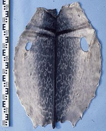 Skin of the ringed seal. Phoca (pusa) hispida (Ringed seal) fur skin.jpg