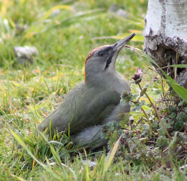 File:Picus viridis sharpei 051.jpg