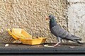 * Nomination Pigeon eating discarded food --BigDom 16:10, 29 June 2023 (UTC) * Promotion  Support Good quality, but also sad. --SHB2000 00:10, 30 June 2023 (UTC)