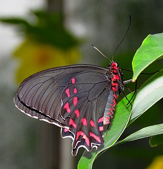 <i>Parides photinus</i> Species of butterfly