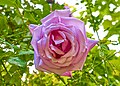 Blue Moon Rose (Rosa 'Mainzer Fastnacht')?