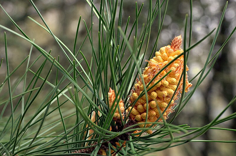 ファイル:Pinus pinaster male cone.jpg