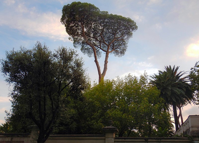 File:Pinus pinea, Villa Torlonia.jpg