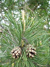 Foliage and cones, Bulgaria