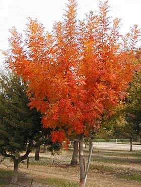 Pistacia chinensis com as cores de Outono.