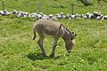 * Nomination Amiatina Equus asinus. 12 days old donkey foal in Val Gardena - altitude 2100 mslm --Moroder 22:45, 10 July 2015 (UTC) * Promotion Very nice and good quality -- Spurzem 23:19, 10 July 2015 (UTC)