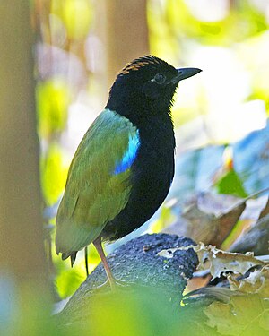 Rainbow pitta