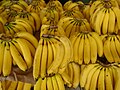 Plátano Tabasco (Musa x paradisiaca)