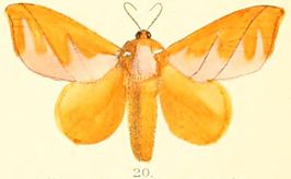 Mahanta quadrilinea