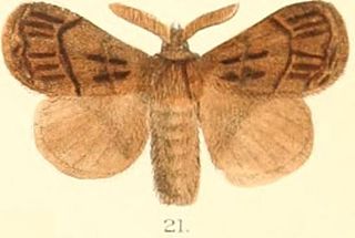 <i>Baodera</i> Genus of moths