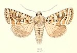 Thumbnail for Phlogophora calamistrata