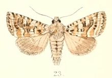 Pl.4-23-Phlogophora calamistrata (مور ، 1882) .JPG