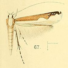 Pl.6-сурет.67-Lamprolectica apicistrigata (Уолсингем, 1891) (Gracilaria) .jpg