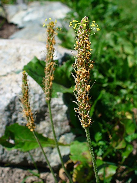 File:Plantago maritima agg 02.JPG