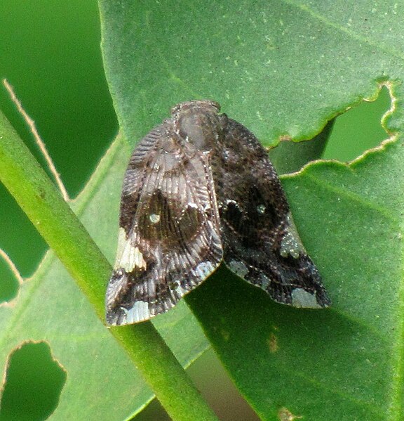 File:Planthopper Ricania sp 4835.jpg