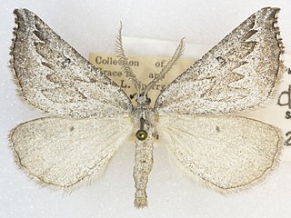 <i>Plataea diva</i> Species of moth