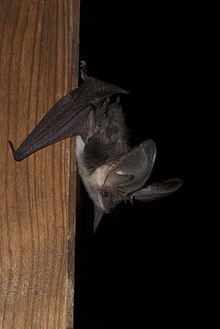 Plecotus macrobullaris - Ph. Karol Tabarelli de Fatis.jpg