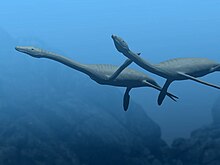 Reconstitution d'un couple de Plesiosaurus dolichodeirus dans leur environnement.