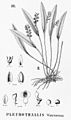 Acianthera wawraeana (as syn. Pleurothallis wawraeana) plate 89, fig II in: Alfred Cogniaux: Flora Brasiliensis vol. 3 pt. 4 (1893-1896) (Detail)