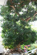Thumbnail for Podocarpus macrophyllus