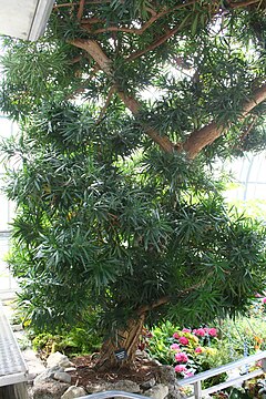 Podocarpus macrophyllus.jpg